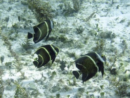 IMG 8926 French Angelfish Juveniles